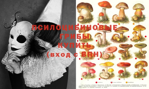 ПСИЛОЦИБИНОВЫЕ ГРИБЫ Аркадак