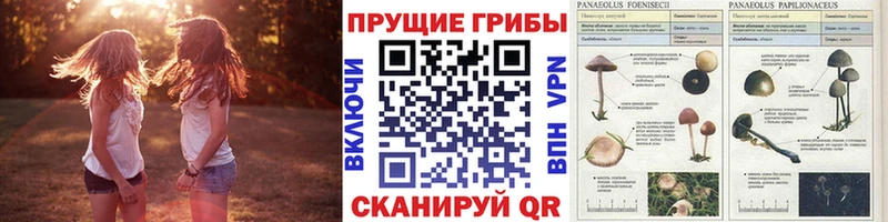 Галлюциногенные грибы Cubensis  где купить наркоту  Новоалтайск 